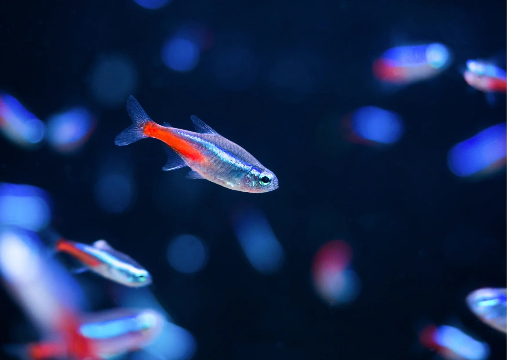 Chiquita Parsons Map